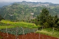 545_Madera_Sao Jorge